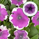 Afbeelding van Petunia P12 Pink Picotee